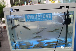 合肥漁博會盛況空前 近500家企業(yè)齊聚，亮點(diǎn)紛呈引領(lǐng)行業(yè)未來